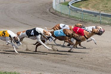 greyhound racing odds|Greyhound Racing Betting Exchange & Greyhound Racing Best  .
